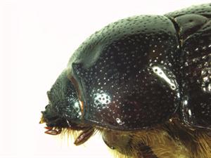 beetle-photo2