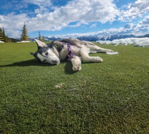 2025 Dog of the Year Josie