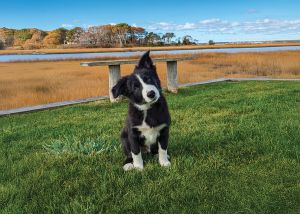 2026 Dog of the Year