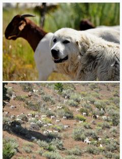 Great Pyrenees