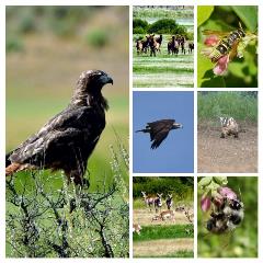 Silvies Ranch Wildlife