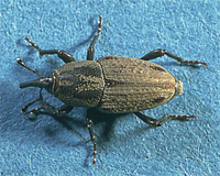 Photo4-billbugs-Aug16-GCM Photo4-billbugs-Aug16-GCM