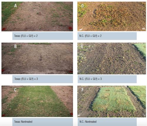 bermudagrass-fig3