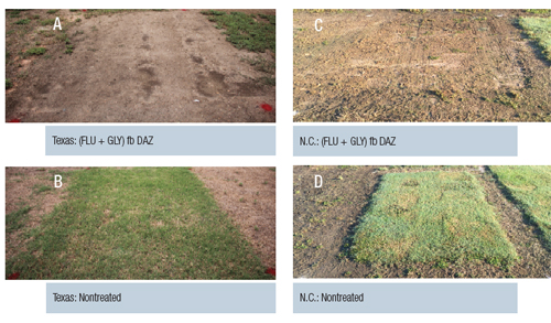 bermudagrass-fig4