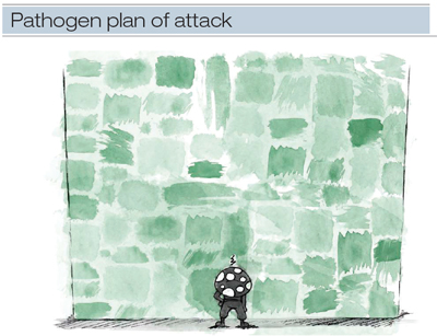 infection-fig1