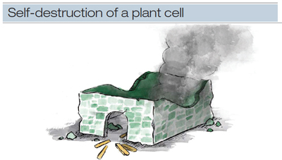 infection-fig5