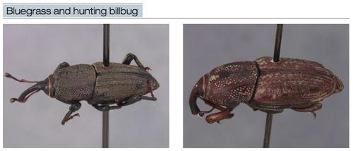 billbug-fig2